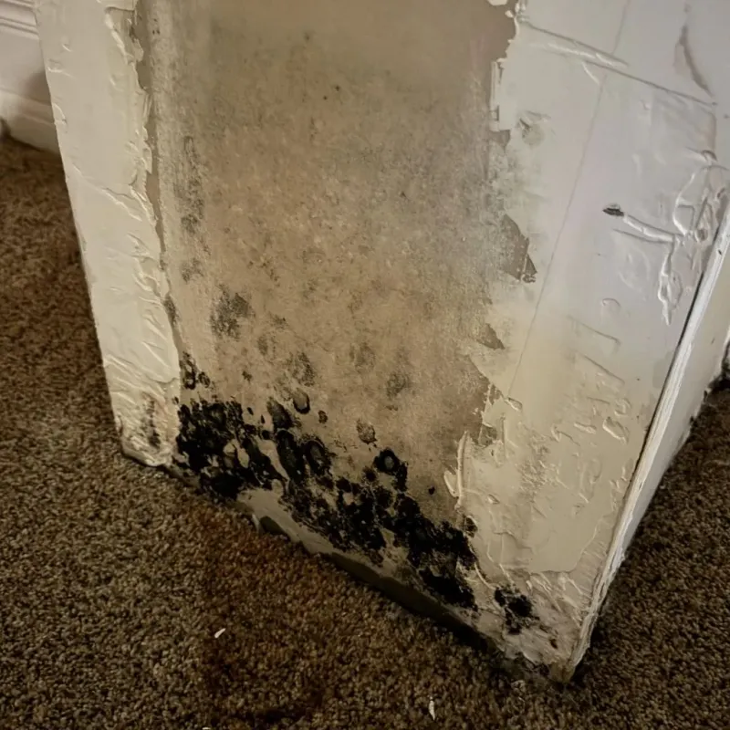 Professional Mold Removal in Goodman, MS